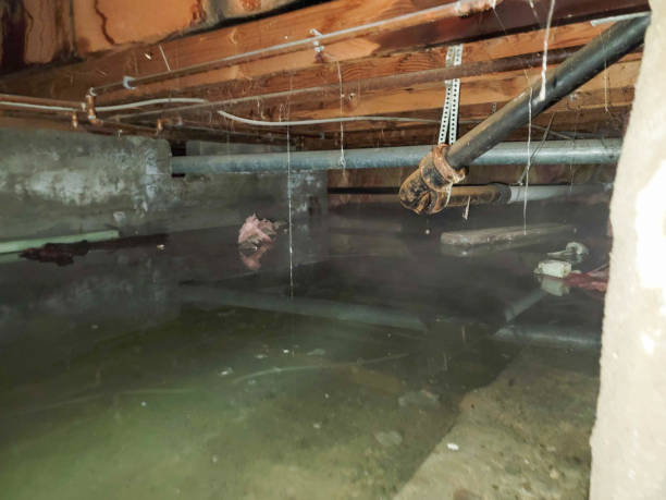Best Mold removal after water damage  in Dunkirk, MD
