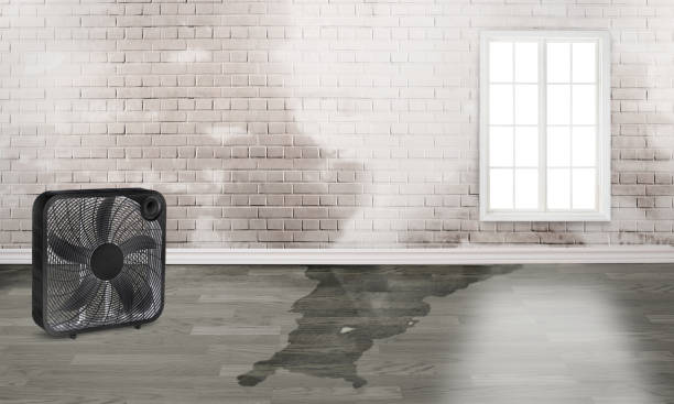 Best Carpet water damage restoration  in Dunkirk, MD