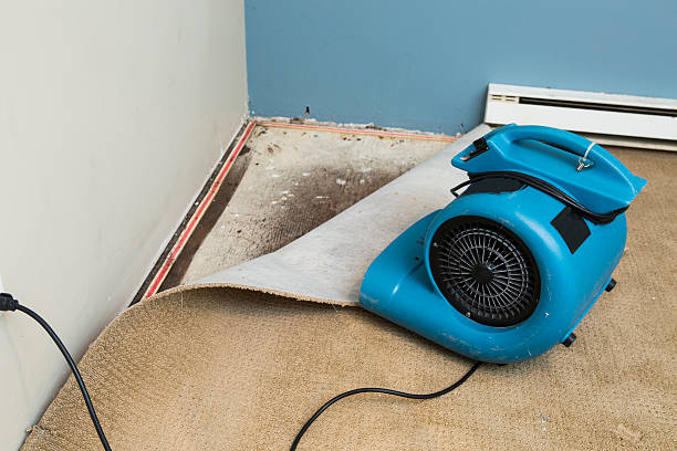 Best Professional water damage repair  in Dunkirk, MD